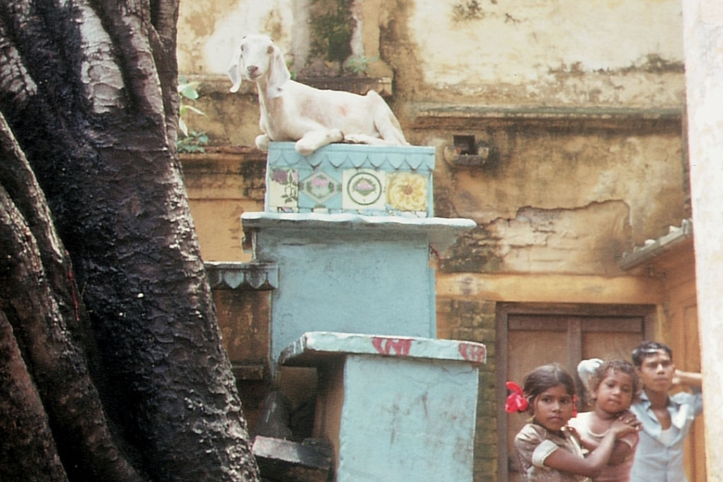 Kletterziege in den Gassen von Benares Kletterziege in den Gassen von Benares