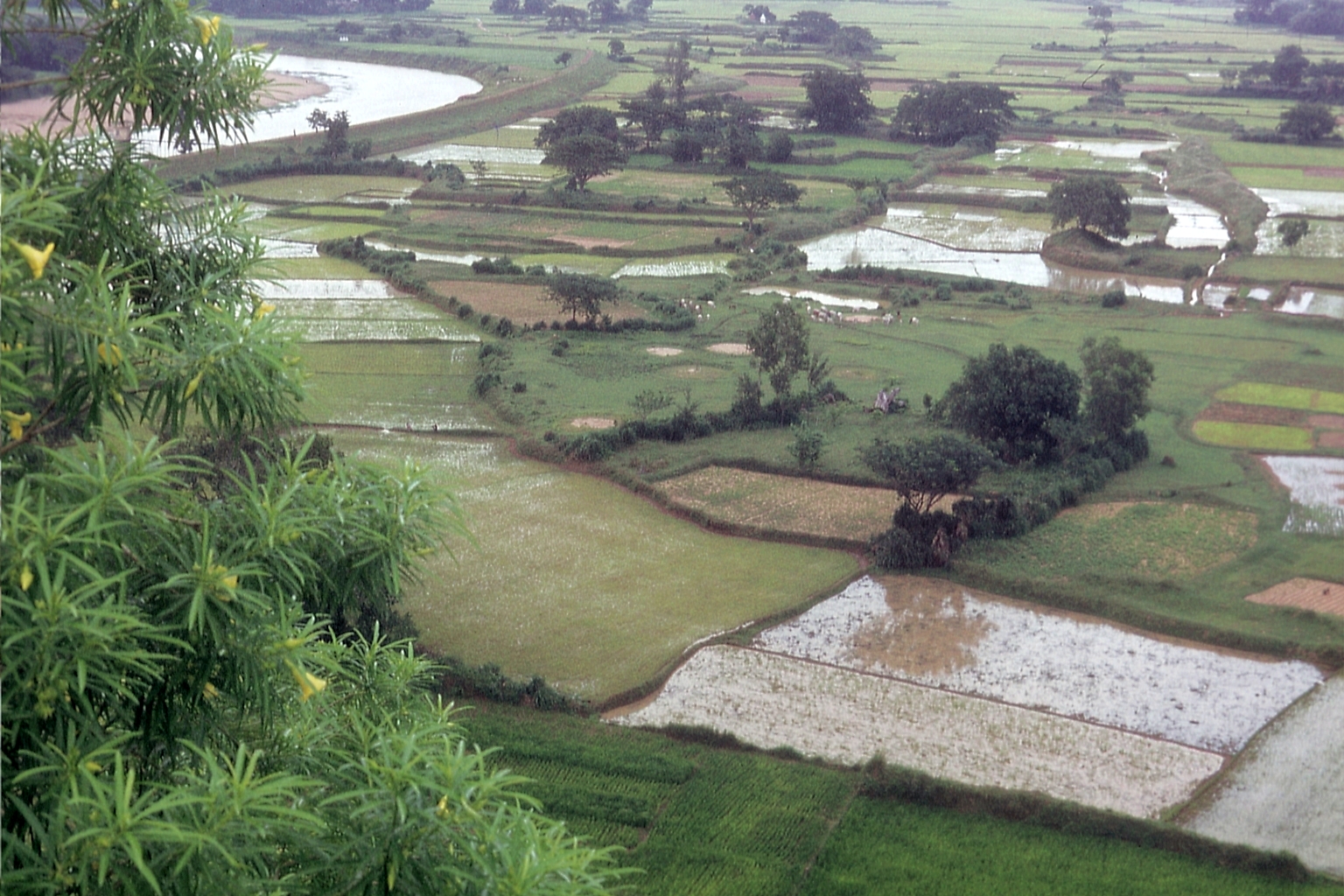 Reisfelder in Orissa Reisfelder in Orissa