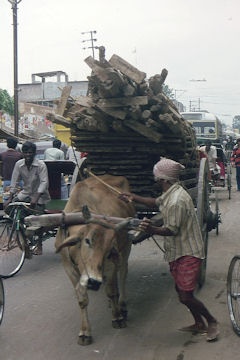 Büffelkarren im Verkehrschaos von Puri Büffelkarren im Verkehrschaos von Puri