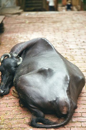 Wasserbüffel - ruhend auf Straße Wasserbüffel - ruhend auf Straße