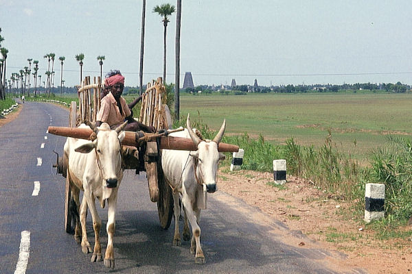 Büffelkarren vor Kanchipuram Büffelkarren vor Kanchipuram