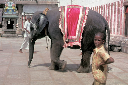 Tempel-Elefant auf dem Weg zur Arbeit Tempel-Elefant auf dem Weg zur Arbeit