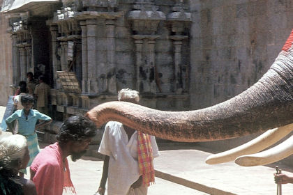 Segnender Elefant im Shrirangam-Tempel Segnender Elefant im Shrirangam-Tempel